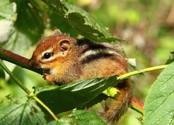 Malutka, Wiewiórka, Chipmunk, Liście