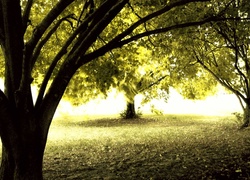 Park, Drzewa, Światło
