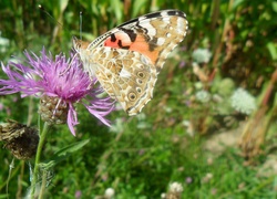 Motyl, Rusałka, Na, Oście