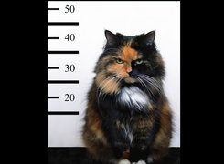 Kot, Przestępca