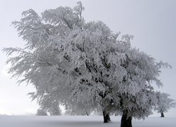 Ośnieżone, Drzewa, Śnieg