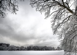 Zimowa, Sceneria, Drzewa