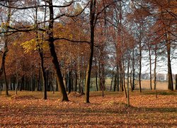 Jesień, Park, Drzewa, Liście