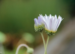 Arktotis, Kwiaty