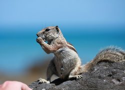 Wiewiórka, Chipmunk, Skała