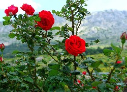 Piękne, Czerwone, Róże