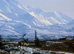 Renifer, Ośnieżone, Góry, Zima, Alaska