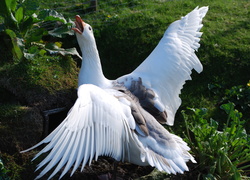 Gęś, Rozłożone, Skrzydła, Zieleń