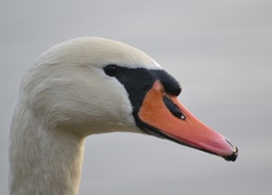 Łabędź, Niemy