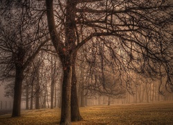 Park, Drzewa, Liście, Mgła, Jesień