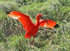 Ibis, Rozłożone, Skrzydła, Trawa