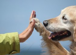 Piesek, Golden Retriever, Łapa, Ręka