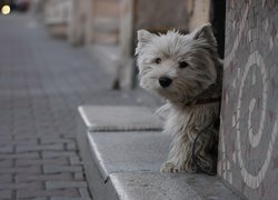 West Highland White Terrier