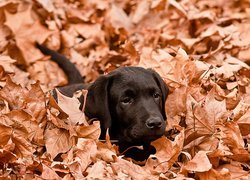 Czarny, Labrador, Jesienne, Liście