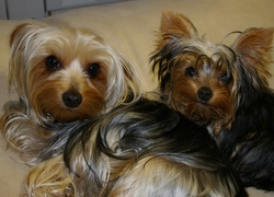 Dwa, Pieski, Yorkshire Terrier