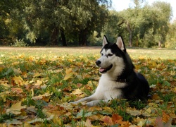 Husky, Łąka, Liście, Jesień