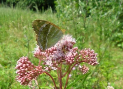 Motyl, Na, Różowym, Kwiatku, Łąka