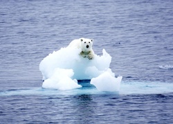 Niedźwiedź Polarny, Morze, Kra