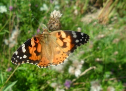 Rusałka Osetnik, Motyl