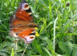 Motyl, Pawik, Łąka