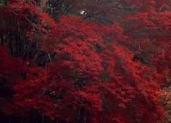 Drzewa, Czerwone, Liście