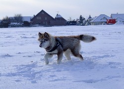 Husky, Śnieg