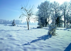 Pola, Drzewa, Zima