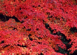 Jesień, Czerwone, Liście