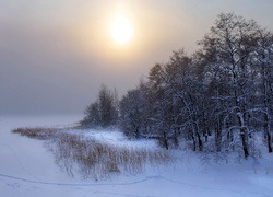 Pola, Drzewa, Zachód, Słońca, Zima