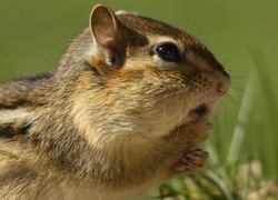 Chipmunk, Trawa, Zdziwienie