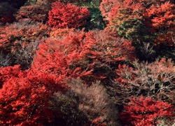 Drzewa, Czerwone, Jesień
