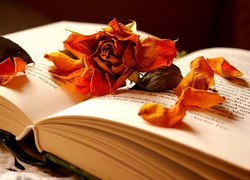 Książka, Róża, Płatki, Kompozycja