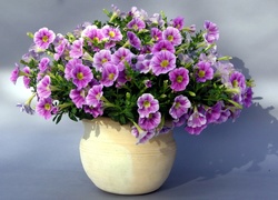 Petunia ogrodowa