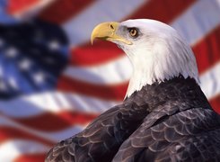 Bielik amerykański, Flaga