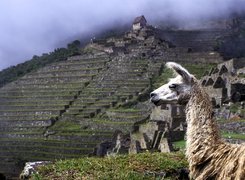 Lama, Machu Picchu, Peru