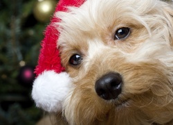 Pies, Mikołaj, Yorkshire terrier