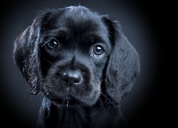 Mały, Czarny, Szczeniaczek, Labrador Retriever