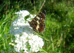 Motyl, Na, Białych, Kwiatach