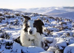 Border Collie Griff, Śnieg, Zima