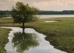 Drzewo, Rzeka, Łąka