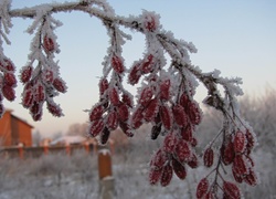 Zamrożona, Roślina, Gałązka, Czerwone, Owoce