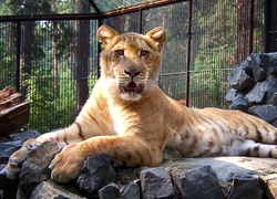 Tygrys, Liger, ZOO