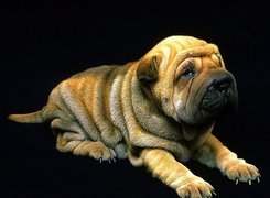 Shar Pei, Szczeniak