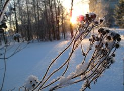 Zamrożona, Roślina, Łodyżki, Owoce, Las, Śnieg