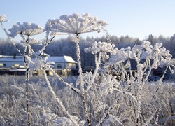 Zamrożona, Roślina, Łodyga, Kwiatostany