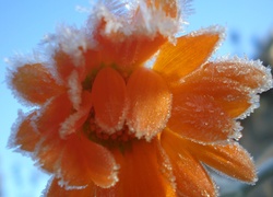 Zamrożony, Pomarańczowy, Kwiat