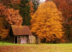 Las, Domek, Liście, Jesień