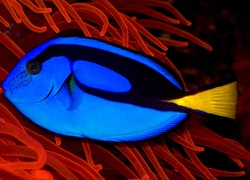 Ryba, Blue Tang