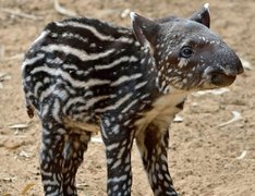 Młody, Tapir