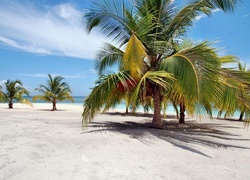 Ocean, Plaża, Palmy, Wyspa, Dominikana